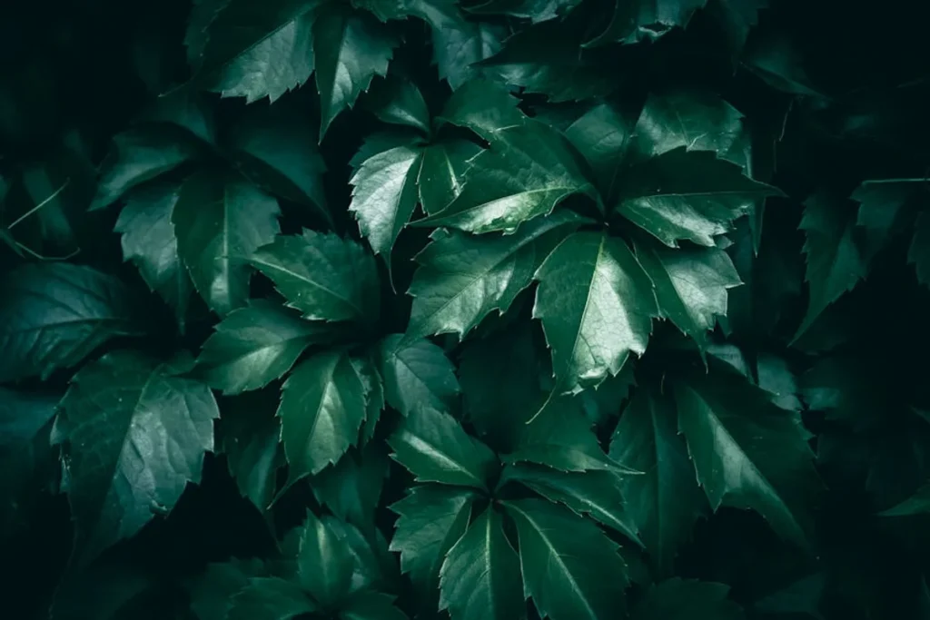 Amazon Vine Login: How the Program Works and What to Know
